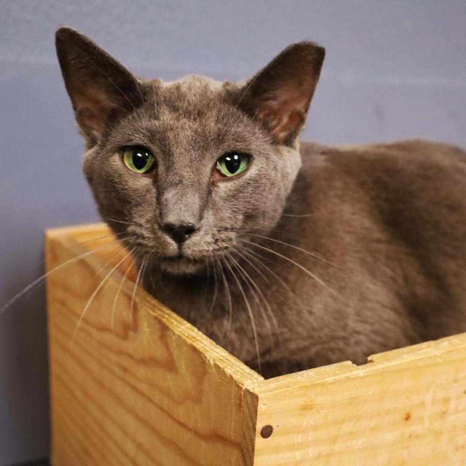 Dutton is a small guy with the most dazzling emerald green eyes you've ever seen. I has a great personality and enjoys face, ear and chin scratches. And he wants to know if you like to play, because he does. Have a coffee date with Dutton at Orlando Cat Café. You can make an appointment at www.orlandocatcafe.com.