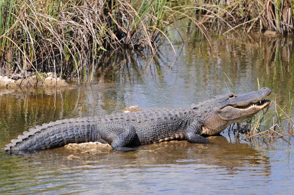 Alligator on a log in water