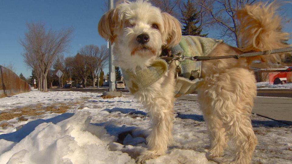 Don Noble walks his dog, Casey, around the Meadowlark neighbourhood and says a permanent off-leash park would benefit the area. 