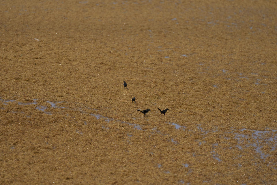 Birds walk on sargassum seaweed floating on the Caribbean Sea in Tulum, Quintana Roo state, Mexico, Friday, Aug. 5, 2022. (AP Photo/Eduardo Verdugo)