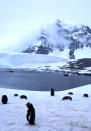 <b>Antarctic Peninsula, 2002</b> <p> Penguins and ice, penguins and ice, penguins and ice -- that’s what we saw in Antarctica! Gentoo penguins love the frigid weather, but did you know that 11 of the 17 penguin species live in warmer climates? Just recently we mounted a camera in our Humboldt penguin habitat at the Columbus Zoo -- check it out: <a href="http://www.nationwide.com/cps/nw-your-zoo-view.htm" rel="nofollow noopener" target="_blank" data-ylk="slk:www.yourzooview.com;elm:context_link;itc:0;sec:content-canvas" class="link ">www.yourzooview.com</a>.</p>