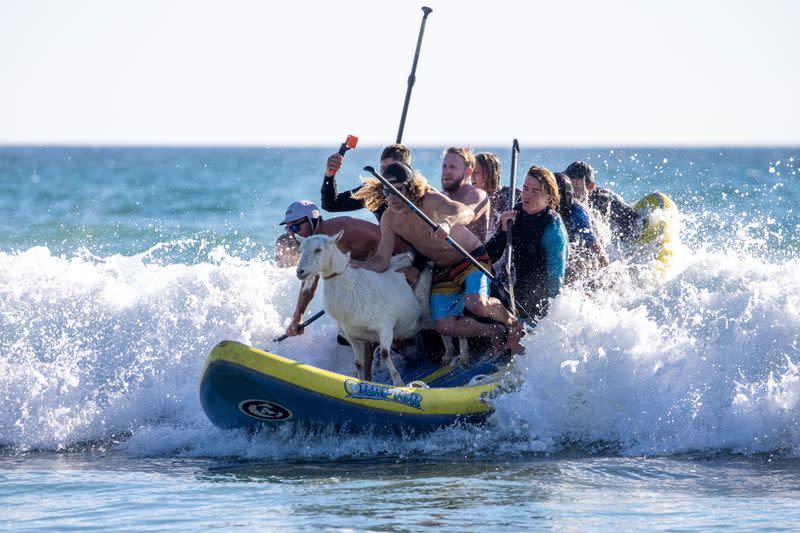 Pismo the surfing goat surfs catches a wave while surfing with kids in San Clemente