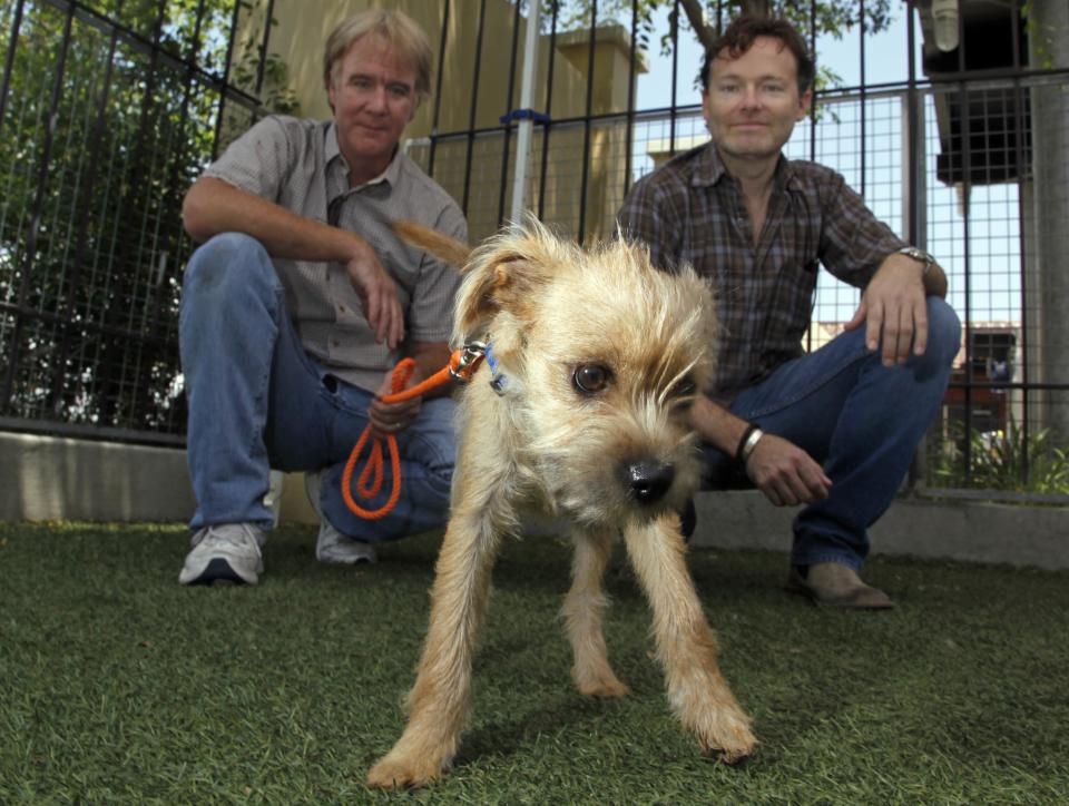 In this Thursday, June 14, 2012 photo, Brandon Camp, right, writer, producer and director of the upcoming feature film remake of "Benji," and animal trainer Mark Forbes, check out a 3-month-old fox terrier mix named Fairfield at the Best Friends Animal Society shelter in the Mission Hills area of Los Angeles. Camp, whose father created "Benji" nearly 40 years ago, and veteran movie trainer Forbes have set out to find a new Benji in a nationwide search that includes online tools and sites that weren't around when the first four Benjis were discovered. (AP Photo/Reed Saxon)