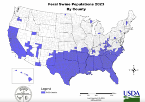  The wild swine population, above in 2023, has expanded its territory. Kentucky wildlife officials are hoping to discourage a “pig hunting culture” and to curb the population through trapping and removal. (USDA)