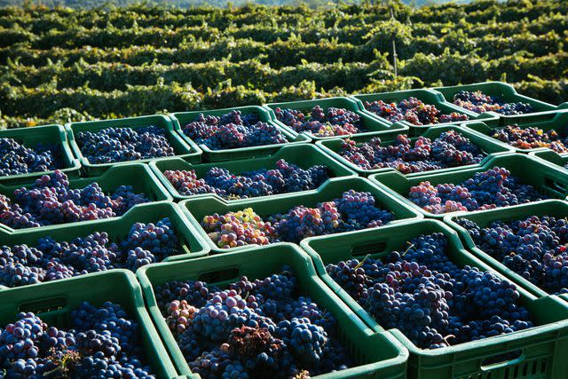 <p>ItalianFoodProduction / Getty Images</p> Nerello Cappuccio grapes being harvested outside Mount Etna, Sicily