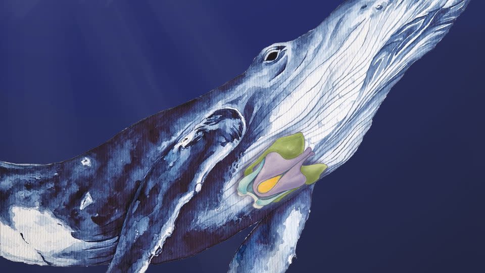 A painting of humpback whale indicates the cartilages of the larynx, or voice box. - Patricia Jaqueline Matic