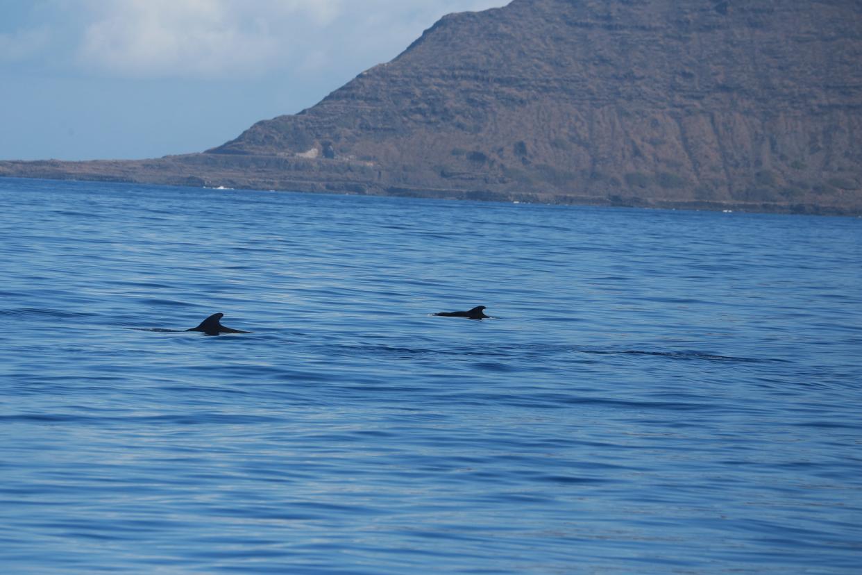 On our final leg of the charter, we spot a pod of pilot whales swimming by.