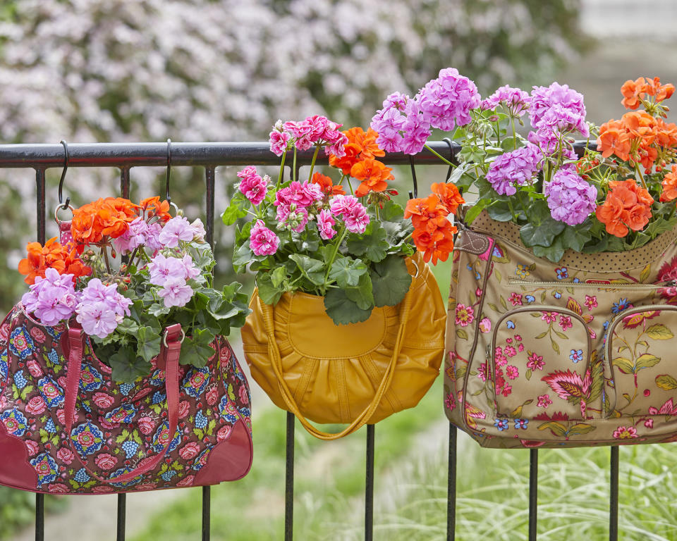 4. Pelargoniums