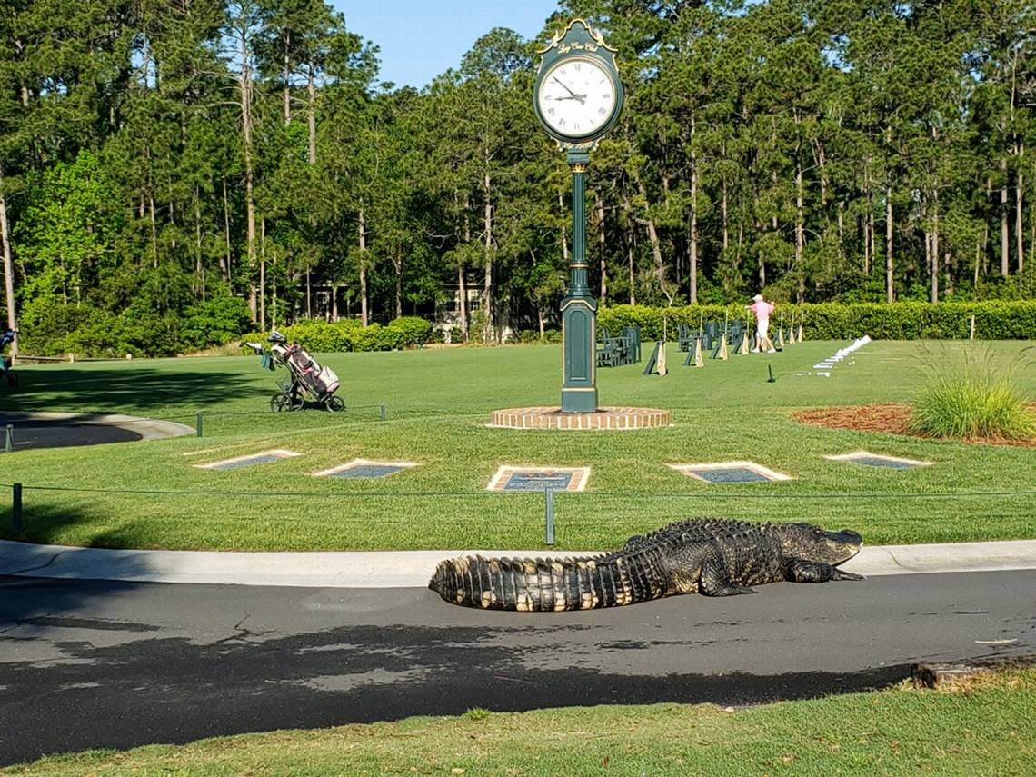 An estimated 10-foot-long alligator makes its way to the driving range at Long Cove Club on Hilton Head Island. Long Cove Club/Special to The Island Packet