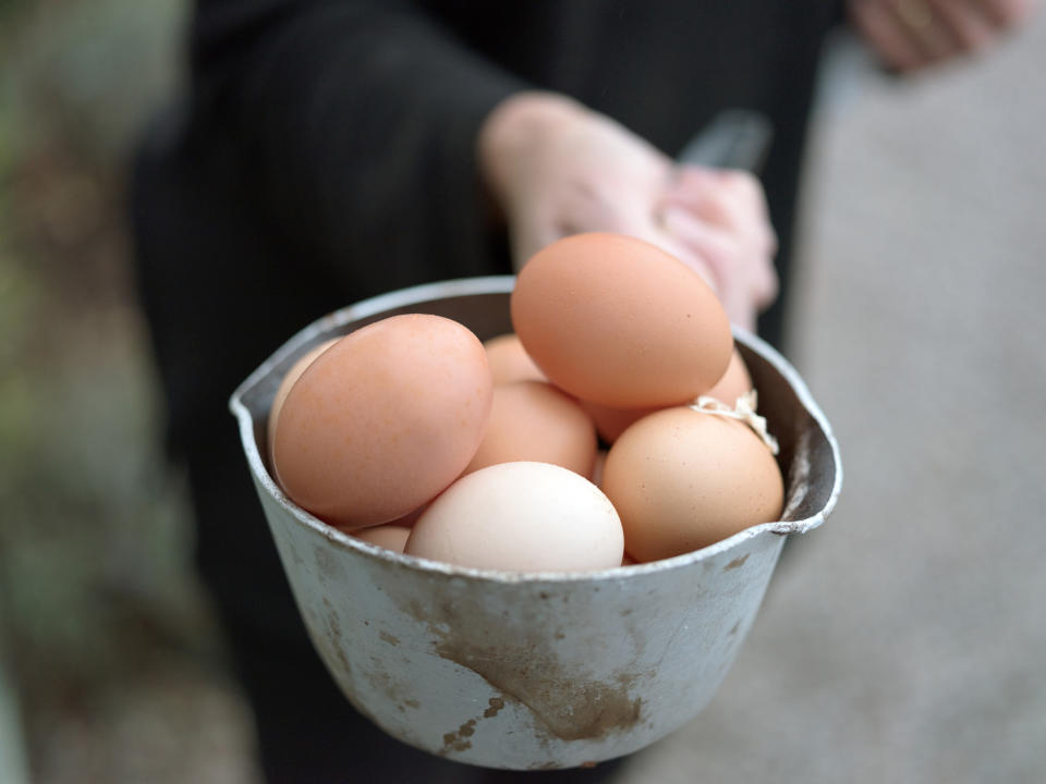 The owner of a bed and breakfast collecting fresh hen's eggs in the village of Field Broughton in Cumbria on 19 October 2018 (photo by Tessa Bunney/In Pictures via Getty Images)