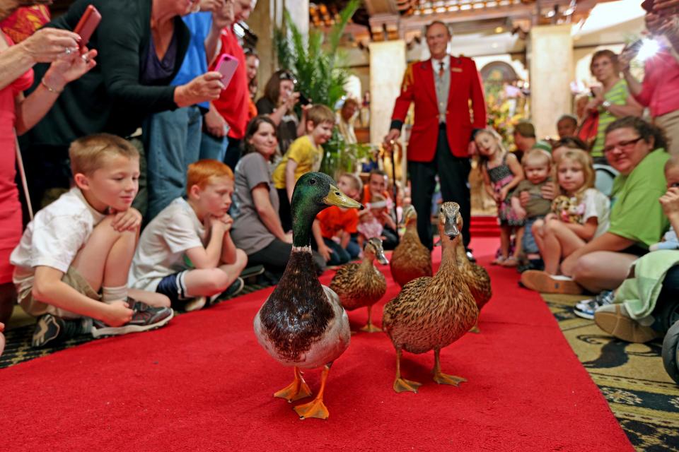 This undated photo provided by The Peabody Memphis shows ducks walking in The Peabody Memphis Hotel in Memphis, Tenn. The ducks live at the hotel and visitors are welcome to stop by to watch their twice-a-day parades through the lobby, one of a number of free things to see and do in and around Memphis. (AP Photo/The Peabody Memphis)