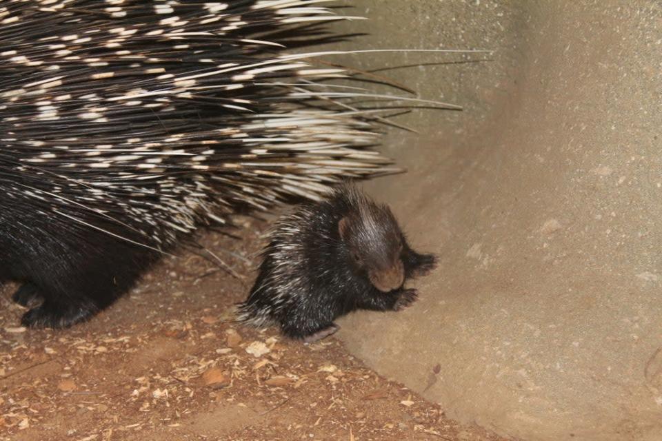 Zookeepers struggled to capture a photograph of the baby porcupine on its own (ZSL London Zoo)