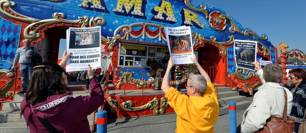 Pour des cirques sans animaux : la polémique gronde...
