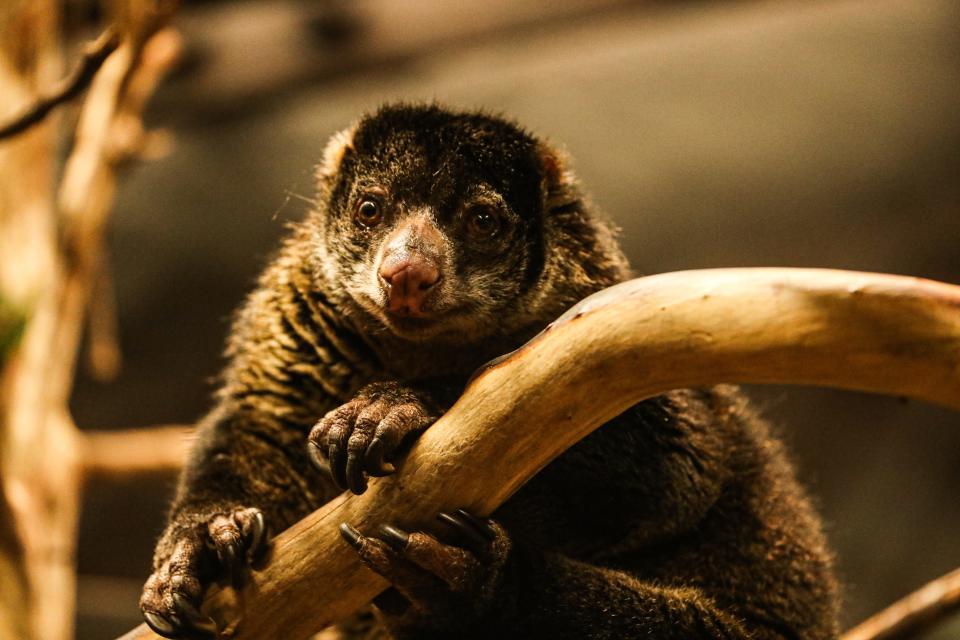 A bear cuscus sits in their exhibit at the Memphis Zoo on Wednesday, Jan. 31, 2024 at the Memphis Zoo in Memphis, Tenn.