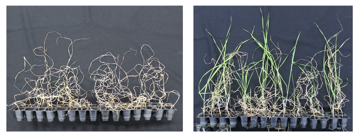 Wheat before and after ethanol treatment (RIKEN)