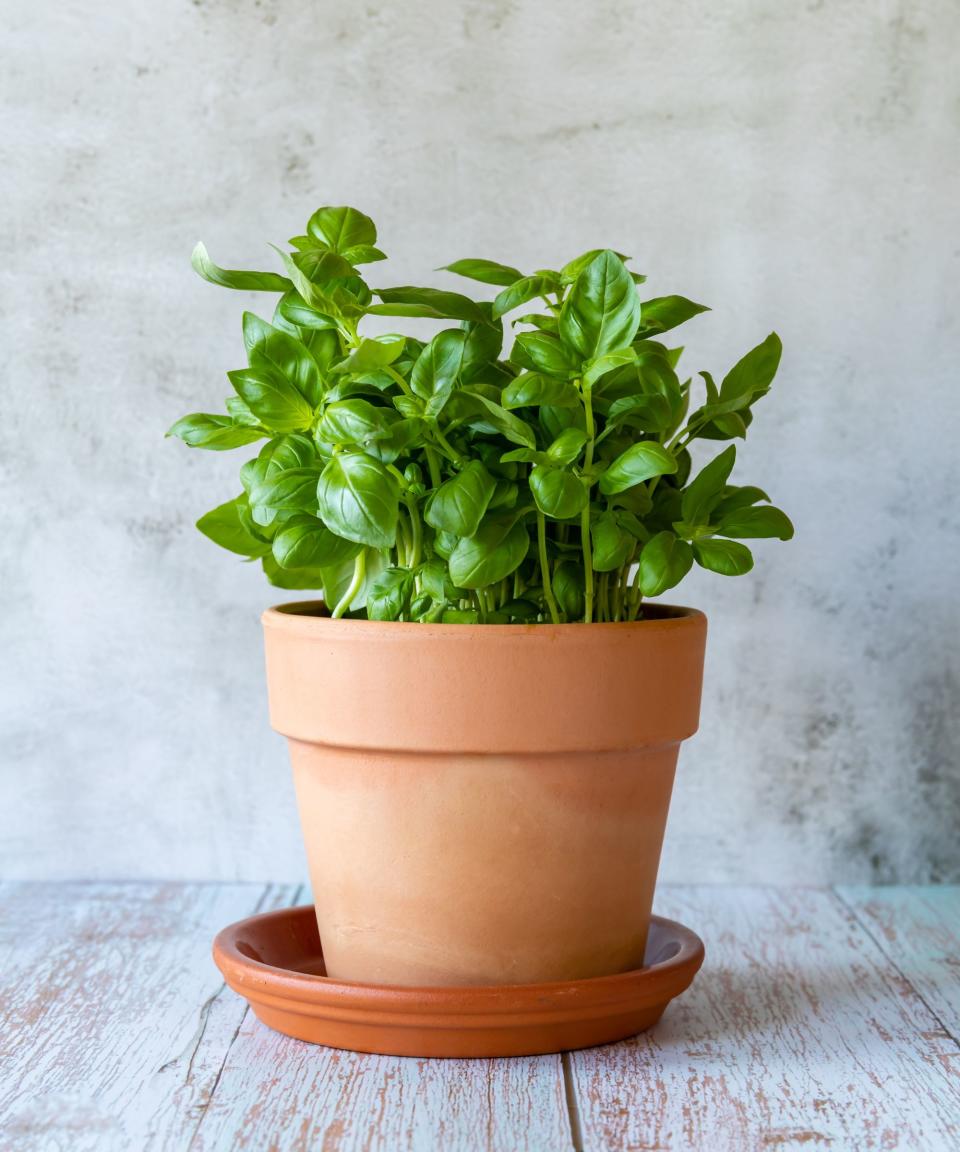 Terra cotta pot, basil