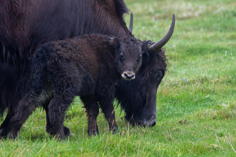 Baby Cedric was born to mother Petunia who is also named after a Harry Potter character (Whipsnade Zoo/PA)