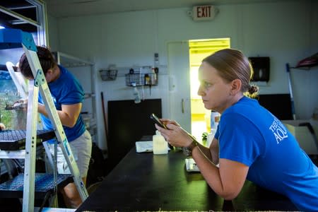 Chief coral scientist Keri O'Neill stares at an aquarium full of Pillar coral (Dendrogyra cylindricus) just a few days before the animals would successfully spawn in an aquarium for the first time at a Florida Aquarium facility in Apollo Beach, Florida