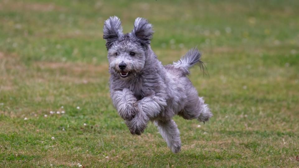 small dogs pumi