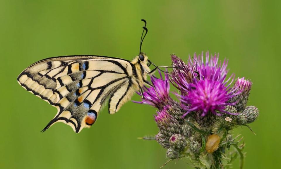 A swallowtail