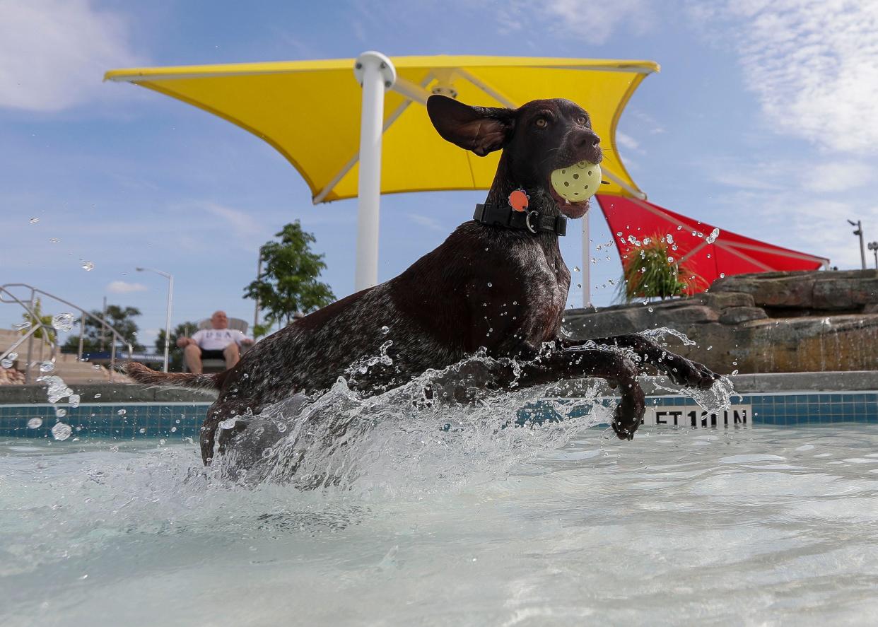 A dog runs through the pool after fetching a ball during the second annual Dog Day on Aug. 24, 2022, at the Witter Park Aquatics Center in Wisconsin Rapids.