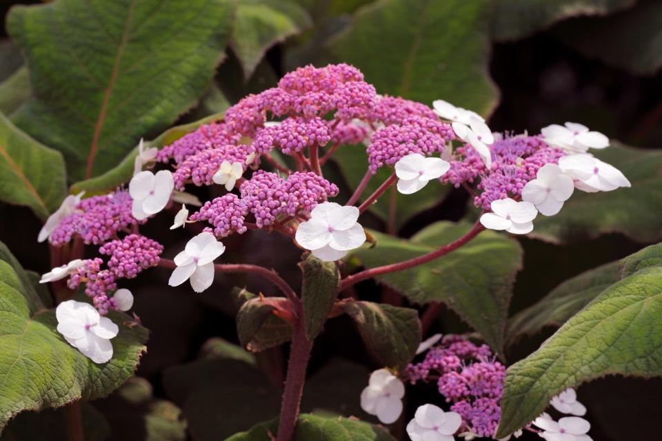 "Plum Passion" Hydrangea