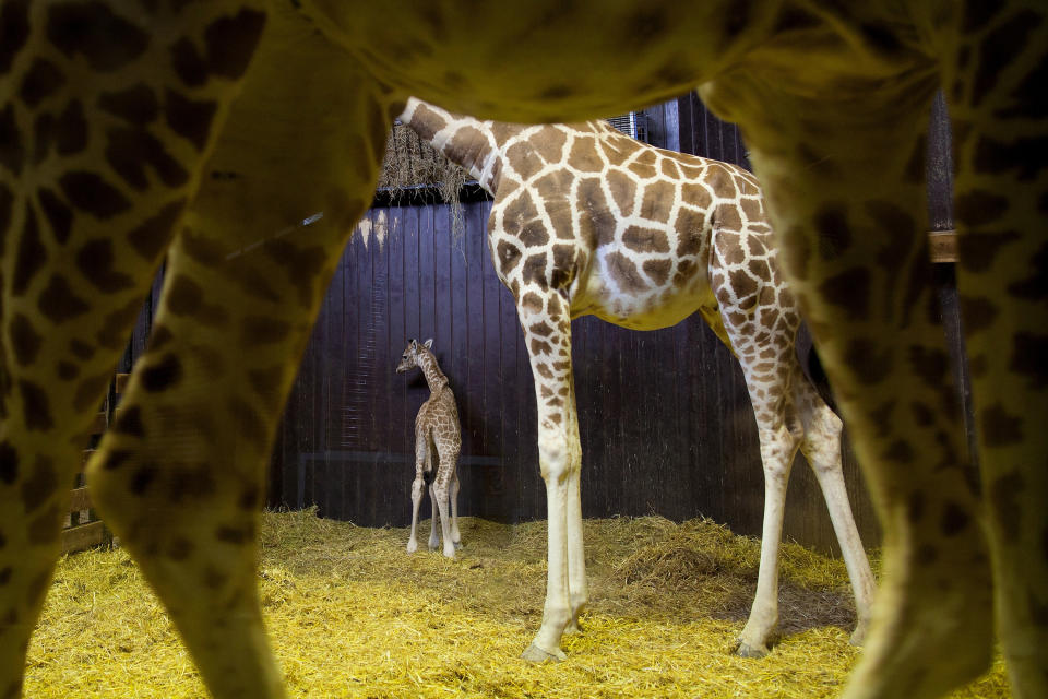 Newborn giraffe