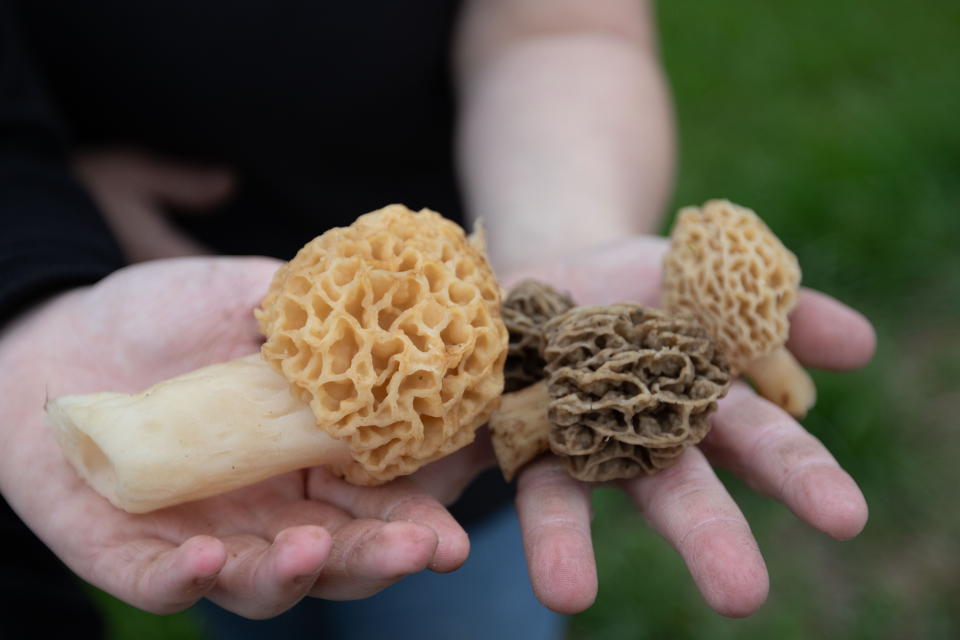 The prime time to hunt morel mushrooms is from mid-March to late April. Morel mushrooms can traditionally be found in low, moist areas.