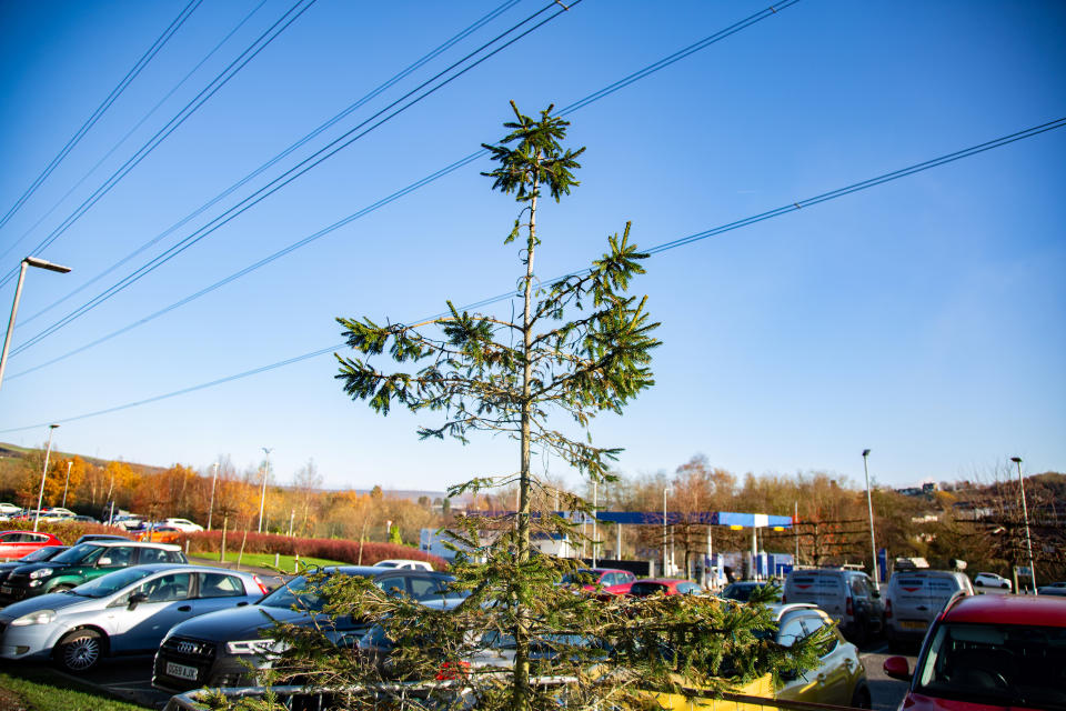 The bare Christmas tree outside The Hub, in Hattersley, Greater Manchester. (SWNS)
