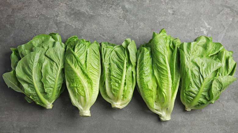 Romaine lettuce in a row