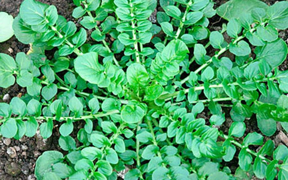 Land cress - Alamy