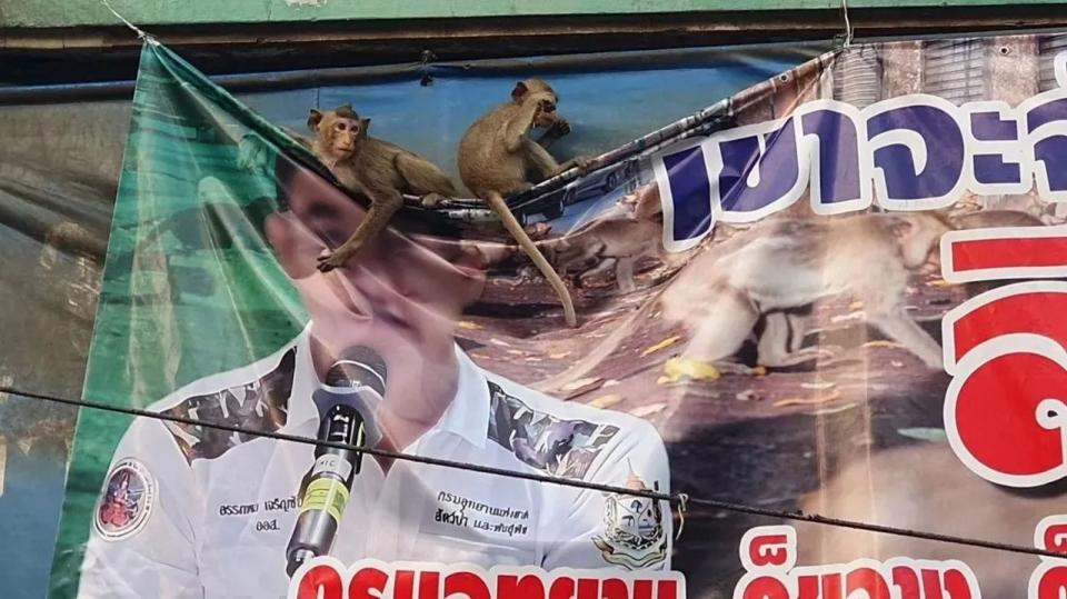 猴群爭取猴權！破壞30件反猴聯盟布條，「悟空造反有理」向人類抗議。（翻自《每日星報》）