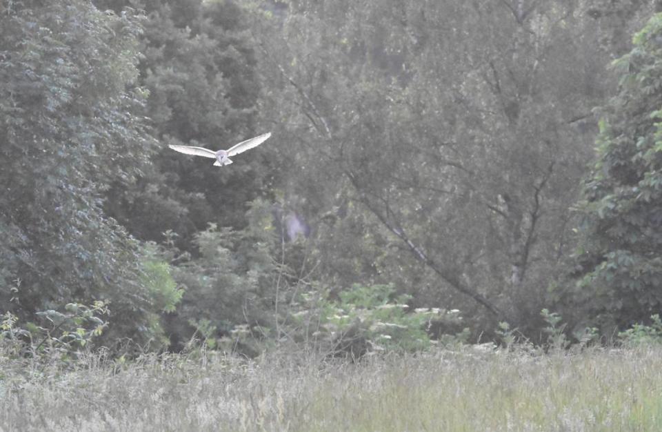 La lechuza común sobrevuela una zona de hierba en Hampstead Heath.