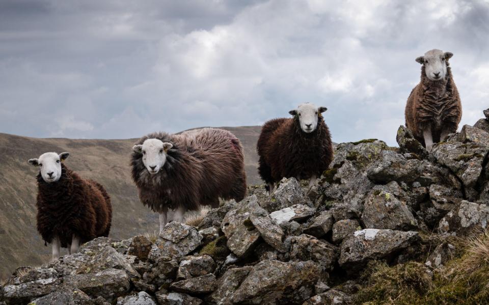 Wild things: Herdwick sheep on the Cumbrian fells in the Lake District