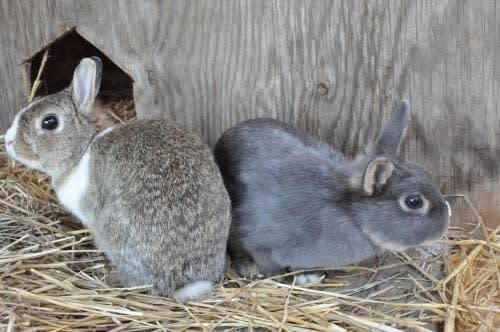 Fran and Eden are 2 adorable full grown bunnies available for adoption.    Both are extremely friendly, healthy and spayed.  You may be eligible for adoption if you live within a 50 mile radius of MHF's facility in Marshall, Va.