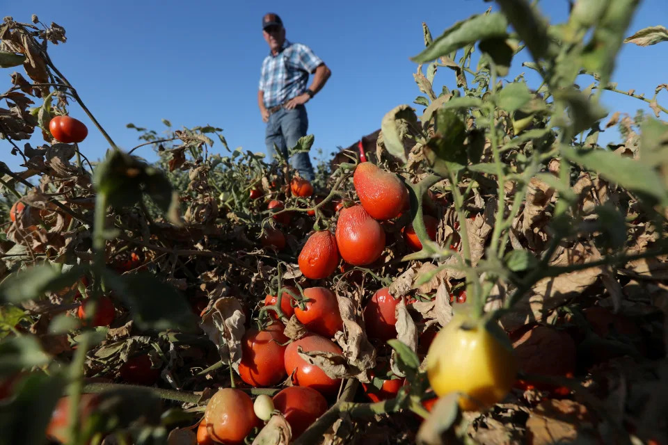 A cluster of red Roma tomatoes, shriveled and rotten, hang on the vine, with a farmer looking on from above.