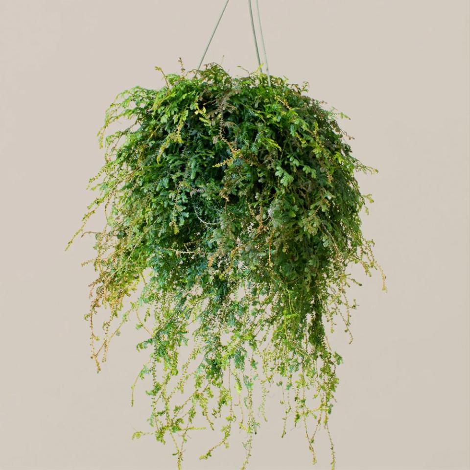 <p><a href="https://go.redirectingat.com?id=74968X1596630&url=https%3A%2F%2Fwww.thesill.com%2Fproducts%2Fpeacock-fern-hanging-basket&sref=https%3A%2F%2Fwww.bestproducts.com%2Flifestyle%2Fg60369991%2Fbest-flower-delivery-services%2F" rel="nofollow noopener" target="_blank" data-ylk="slk:Shop Now;elm:context_link;itc:0;sec:content-canvas" class="link ">Shop Now</a></p><p>The Sill</p><p>$58.00</p>