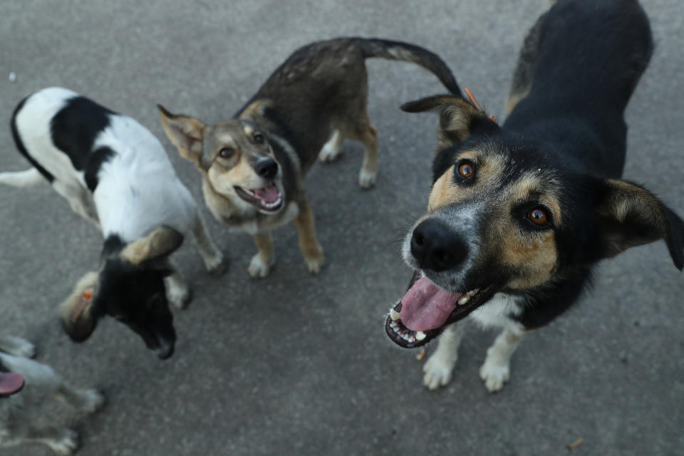 <p>Stray dogs seek a handout of food outside the workers cafeteria at the Chernobyl nuclear power plant on Aug. 17, 2017, near Chernobyl, Ukraine. (Photo: Sean Gallup/Getty Images) </p>