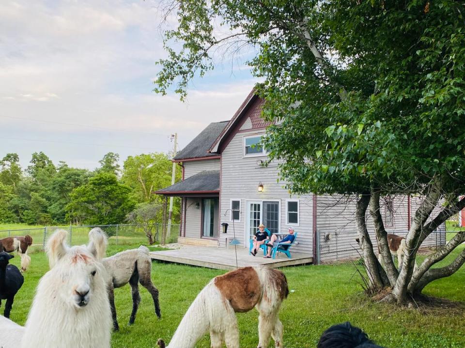 Prairie Patch Farm in Cedar Rapids gives travelers a farmhouse to relax and connect with llamas.
