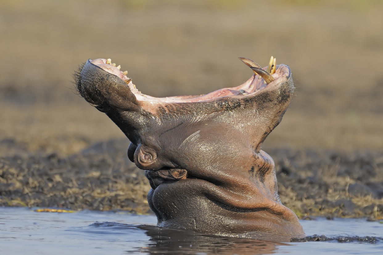 In Südafrika ist ein Flusspferd aus seinem Reservat ausgebrochen und durch ein nahes Städtchen spaziert. Die Polizei konnte das Tier schnell wieder zurückdrängen