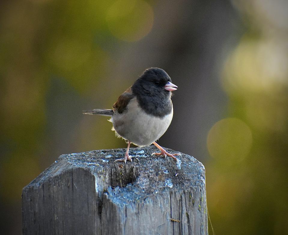 Juncos are among the West's most familiar birds.