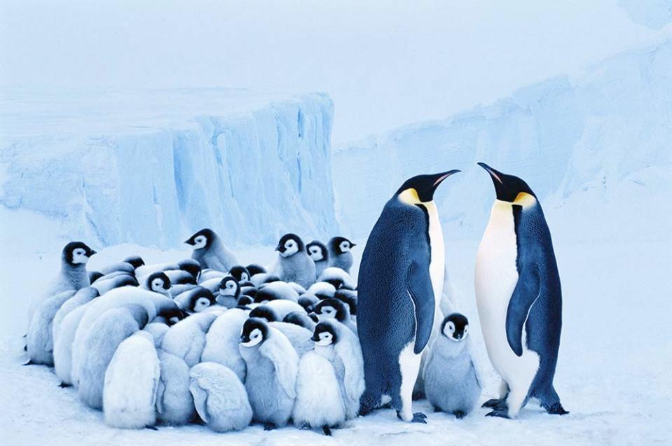 南極洲（Image Source : Getty Creative）
