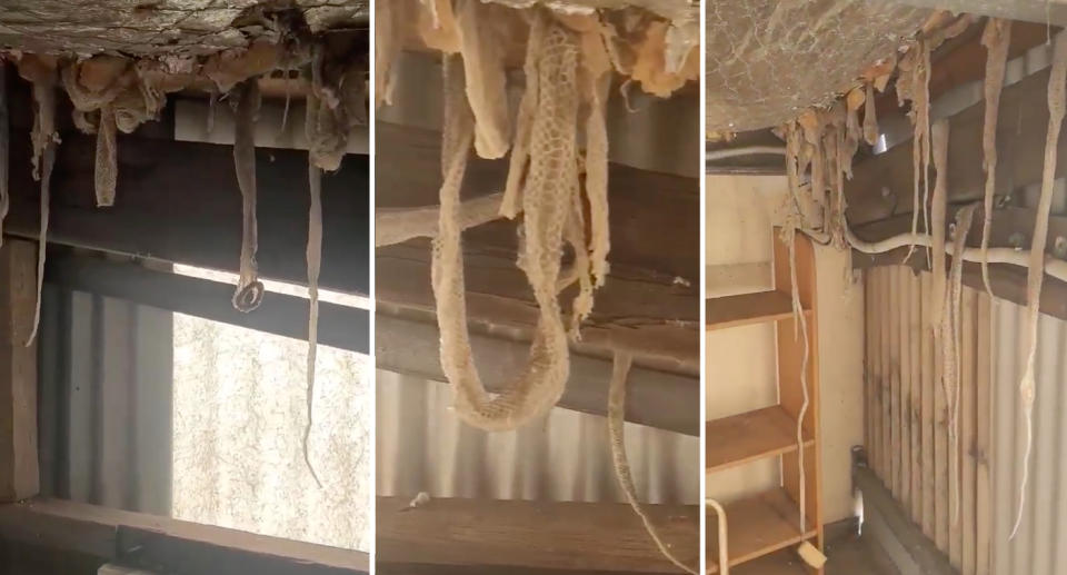Snake skins hanging from the ceiling in the Western Australian home.