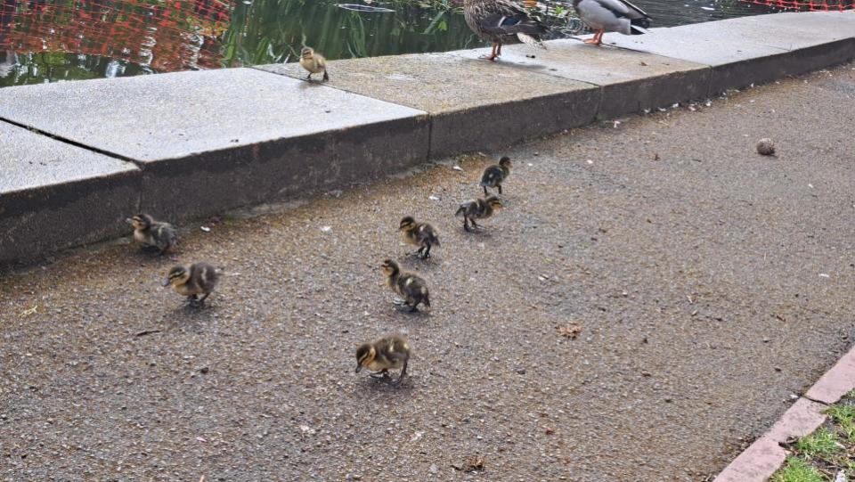 Swindon Advertiser: Dozens of ducklings have flooded the town pond.