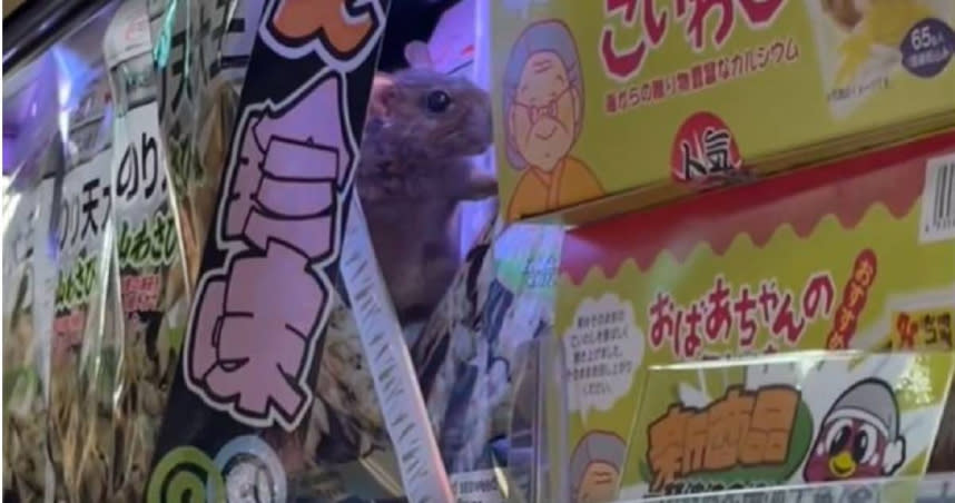有民眾在唐吉訶德西門店驚見活生生的老鼠。（圖／Threads　kz_plus1105）