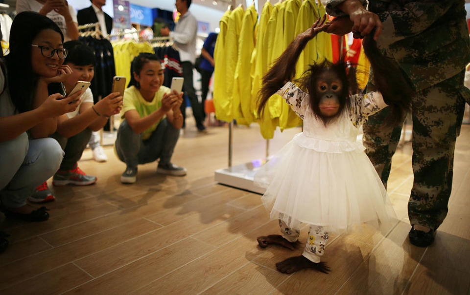 Onlookers are transfixed by the adorable ape. (Photo: Getty Images)