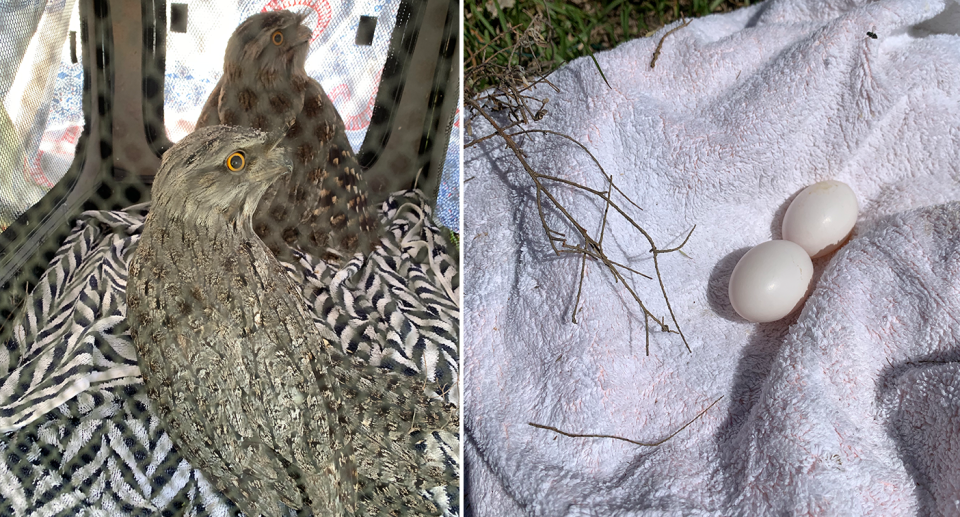 The rescued tawny frogmouths (left) and their surviving eggs (right) returned to them. Source: Michael Dahlstrom