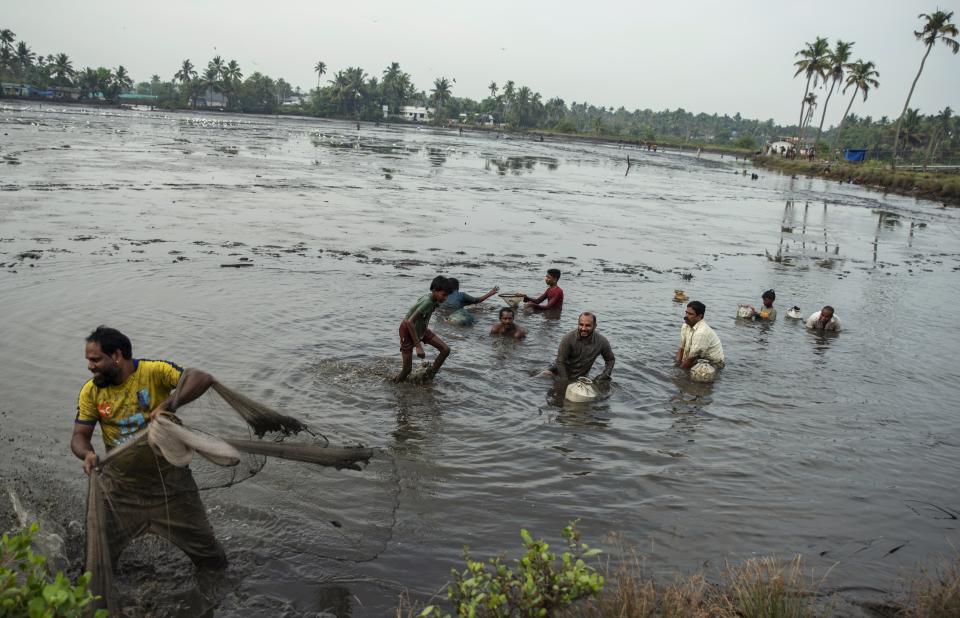 FILE - People fish during a tidal swamp after water is drained at the end of prawn farming season before preparing the field for pokkali rice cultivation in Kochi, Kerala, India, April 14, 2021. When pokkali is grown, salt water is pushed out and farmers use rain water to irrigate their crops. (AP Photo/R S Iyer, File)