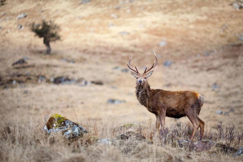 8) A red deer in Glen Etive