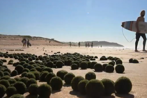 Strange green balls wash up on beach in Sydney